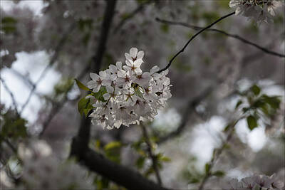 Stunning 1x - Cherry Blossoms by Robert Ullmann