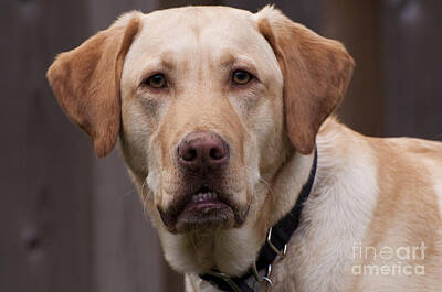 Nailia Schwarz Food Photography - A Golden Lab named Monty by VS Photo