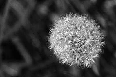 Mellow Yellow - Dandelion Seed Head by Chris Day