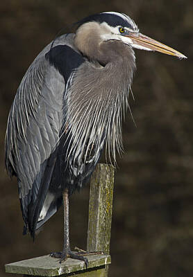 Nighttime Street Photography Rights Managed Images - GREAT BLUE hERON Royalty-Free Image by Rob Mclean 