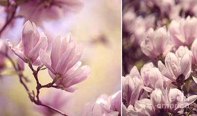 Royalty-Free and Rights-Managed Images - Magnolia Flowers by Nailia Schwarz