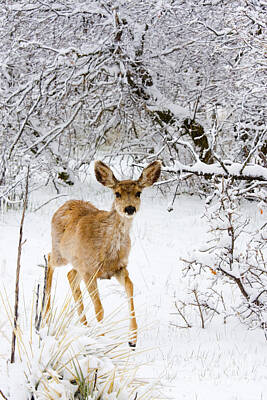 Steven Krull Royalty-Free and Rights-Managed Images - Mule Deer in Snow by Steven Krull