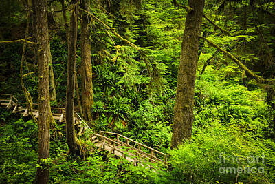 Minimalist Music Posters - Path in temperate rainforest 4 by Elena Elisseeva