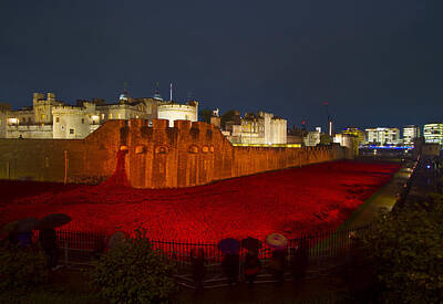 Ballerina Art - Poppies Tower of London night   by David French