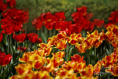 Florals Photos - Red and Yellow Tulips by Nailia Schwarz
