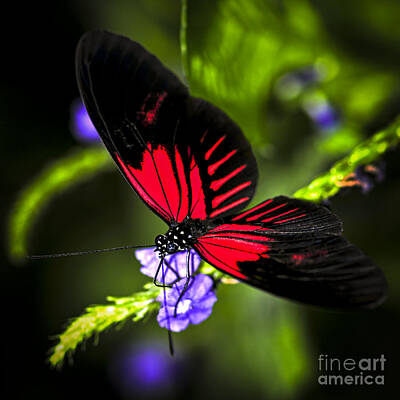 Animals Photo Royalty Free Images - Red butterfly Royalty-Free Image by Elena Elisseeva