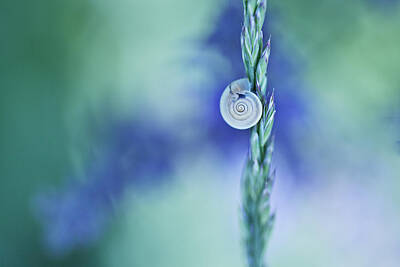 Royalty-Free and Rights-Managed Images - Snail on Grass by Nailia Schwarz