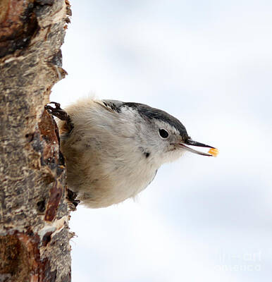 The American Diner Rights Managed Images - White-breasted Nuthatch Royalty-Free Image by Lori Tordsen
