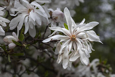 Discover Inventions - Magnolia Blossoms by Robert Ullmann