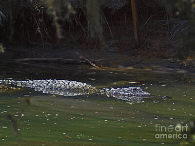 Food And Flowers Still Life - American alligator  by Howard Stapleton