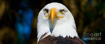 Us State Map Designs Rights Managed Images - Bald Eagle Royalty-Free Image by Les Palenik