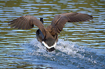 Winter Animals Royalty Free Images - Canada Goose Water Landing Royalty-Free Image by Roy Williams