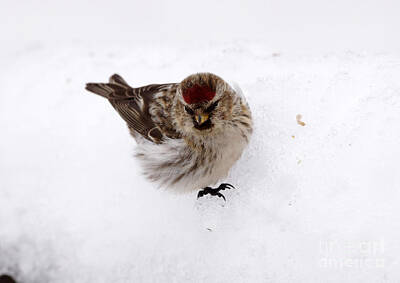 Winter Animals - Common redpoll by Lori Tordsen