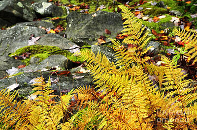 Mother And Child Animals - Fall Color Fern by Thomas R Fletcher