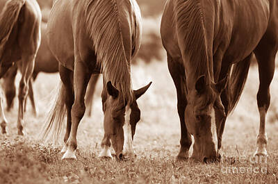 Animals Photos - Horses on the field by Michal Bednarek