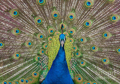 Open Impressionism California Desert - Peacock display by Shaun Wilkinson