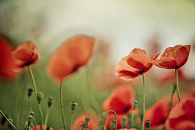 Florals Photos - Poppy Meadow by Nailia Schwarz