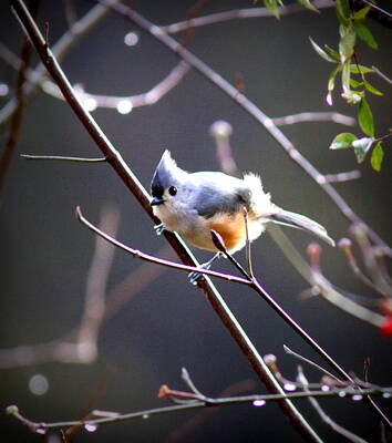 Maps Maps And More Maps - 6017 - Tufted Titmouse by Travis Truelove