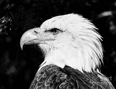 Black And White Rock And Roll Photographs - Bald Eagle by Les Palenik