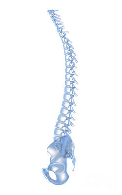 Target Threshold Photography - Conceptual Image Of Human Backbone by Stocktrek Images