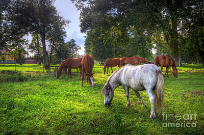 Dental Art Collectables For Dentist And Dental Offices Rights Managed Images - Wild horses on the field Royalty-Free Image by Michal Bednarek