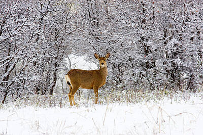 Steven Krull Royalty-Free and Rights-Managed Images - Mule Deer in Snow by Steven Krull