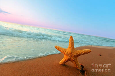 Fishing And Outdoors Plout - Starfish by Michal Bednarek