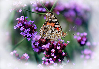 Road And Street Signs - American Painted Lady Butterfly by Karen Adams