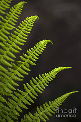 Modigliani - Forest setting with close-ups of ferns by Jim Corwin