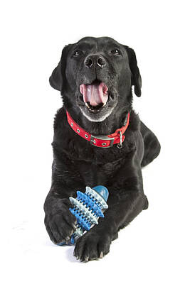 Animals And Earth Rights Managed Images - Labrador Retriever Royalty-Free Image by Erwan Grey