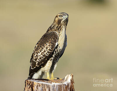 Go For Gold Rights Managed Images - Red Tailed Hawk Royalty-Free Image by Dennis Hammer