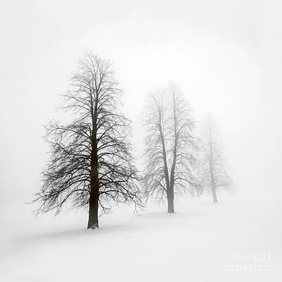 Landscape Royalty-Free and Rights-Managed Images - Winter trees in fog 1 by Elena Elisseeva