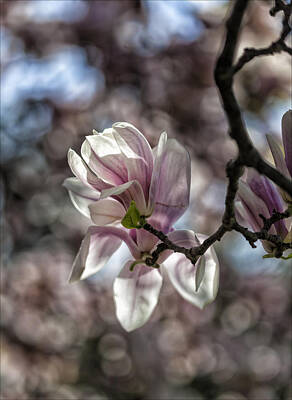 Childrens Rooms - Magnolia Blossoms by Robert Ullmann