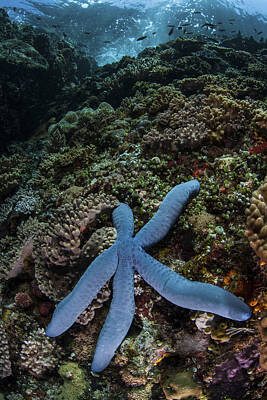 Easter Bunny - A Blue Starfish Clings To A Reef by Ethan Daniels