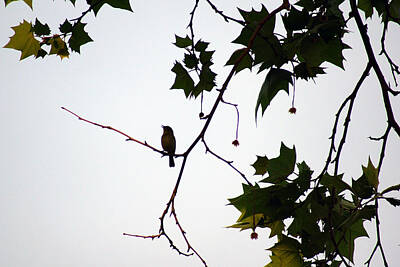 Macaroons - A Brown Thrasher sings in Sycamore Tree by Kim Pate