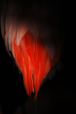 Abstract Photos - A Dash Of Flamingo  by Karol Livote