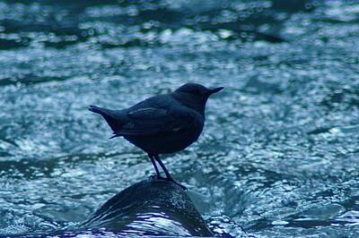 Design Turnpike Books Royalty Free Images - A Dipper On A Rock Royalty-Free Image by Jeff Swan