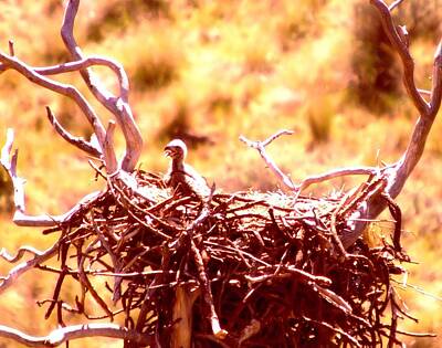 Birds Royalty-Free and Rights-Managed Images - A Eaglet In Down by Jeff Swan