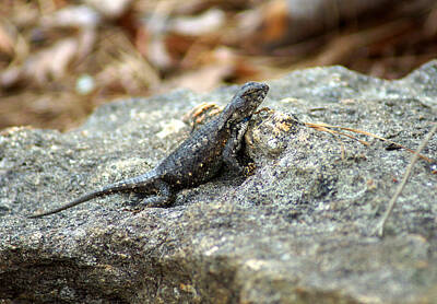 Reptiles Photo Royalty Free Images - A Eastern fence lizard Royalty-Free Image by Kim Pate