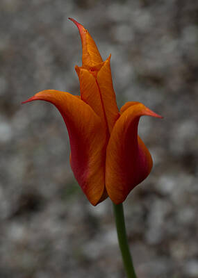 Cowboy - A Flamboyant Flame Tulip in a Pebble Garden by Georgia Mizuleva