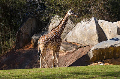 Audrey Hepburn - A Giraffe In A Field by Flees Photos