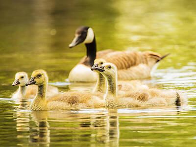 Animals Photo Rights Managed Images - A Goosey Family Affair Royalty-Free Image by Bill and Linda Tiepelman