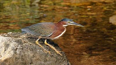 World War 2 Action Photography Rights Managed Images - A Green Heron posing Royalty-Free Image by Willem Kalkwiek