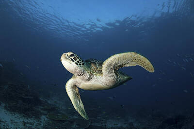 Abstract Animalia - A Green Turtle Swimming In Komodo by Steve Jones