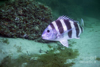 Animals Photos - A Large Sheepshead Ruising The Bottom by Michael Wood