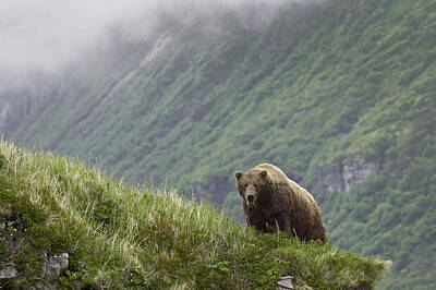 Mountain Royalty-Free and Rights-Managed Images - A Male Brown Bear Stands On A Grassy by John Delapp