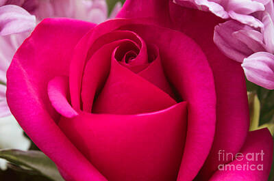 Cultural Textures - A Mothers Day Rose by Arlene Carmel