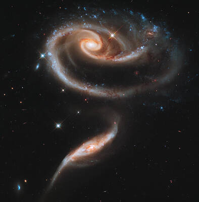 Roses Photos - A rose made of galaxies by Celestial Images