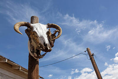 Travel Pics Royalty Free Images - A Sheep Skull On Route 66 Near Seligman Royalty-Free Image by Debra Brash