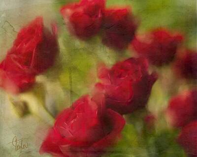 Roses Photo Royalty Free Images - A Shower of Roses Royalty-Free Image by Colleen Taylor